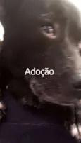 Cachorro raça Labrador idade 7 a 11 meses nome Larissa Silva
