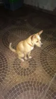 Tintin