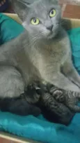 Gatinhos