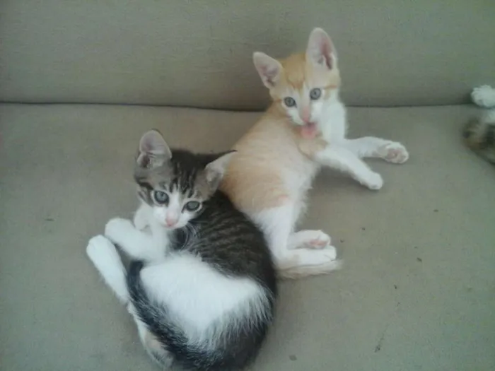 Gato ra a  idade Abaixo de 2 meses nome Filhotes