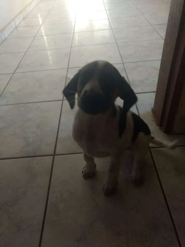 Cachorro ra a Não definida idade 2 a 6 meses nome sem nome