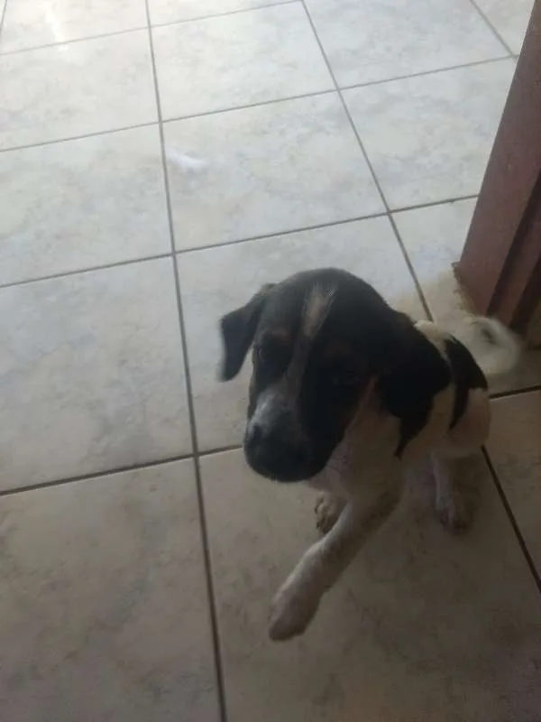 Cachorro ra a Não definida idade 2 a 6 meses nome sem nome