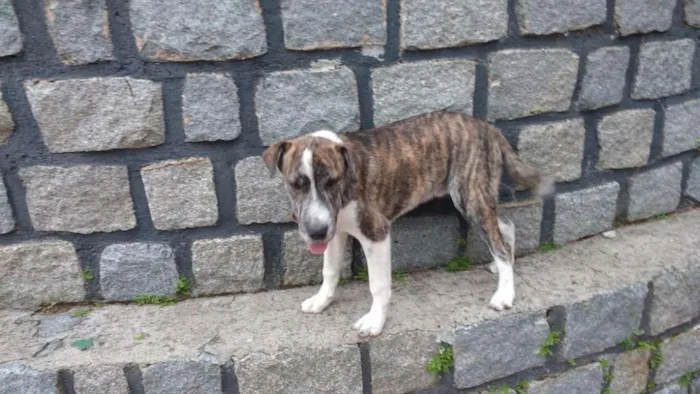 Cachorro ra a vira lata  idade 1 ano nome paçoca