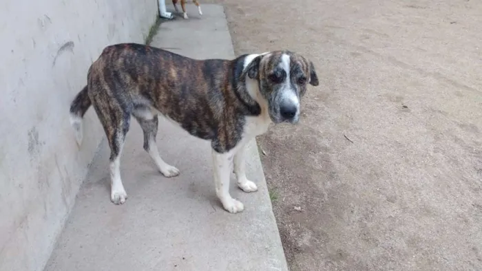 Cachorro ra a vira lata  idade 1 ano nome paçoca