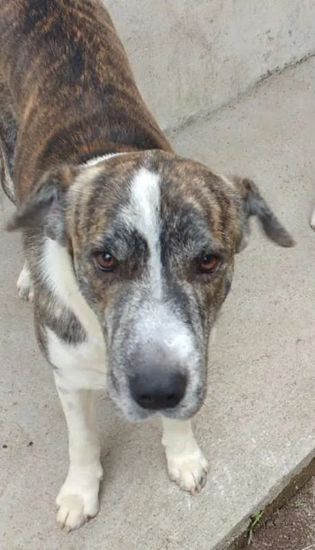 Cachorro ra a vira lata  idade 1 ano nome paçoca