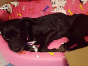 Cachorro raça Labrador idade 2 a 6 meses nome Renata