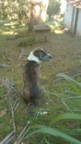 paçoca