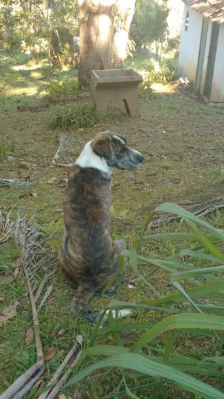 Cachorro ra a vira lata  idade 1 ano nome paçoca