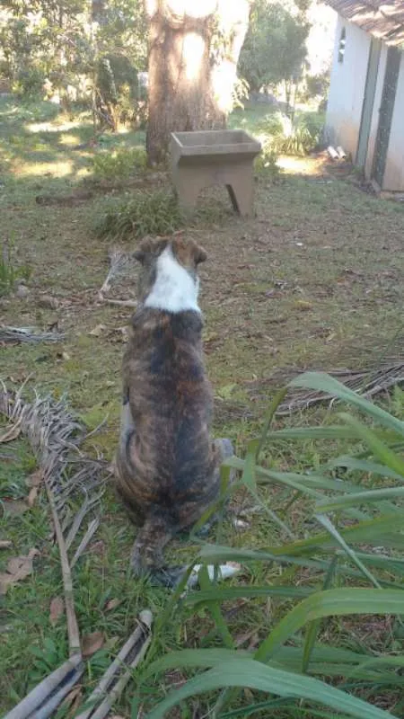 Cachorro ra a vira lata  idade 1 ano nome paçoca