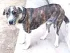 Cachorro raça vira lata  idade 1 ano nome paçoca