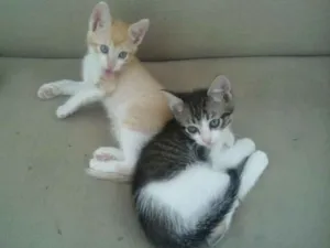 Gato raça  idade Abaixo de 2 meses nome Filhotes