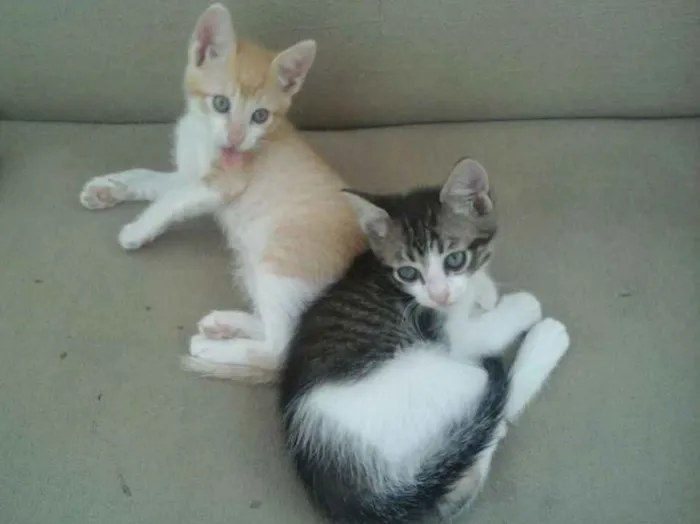 Gato ra a  idade Abaixo de 2 meses nome Filhotes