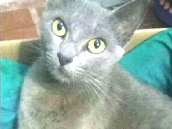 Gato ra a Siamês  com comum  idade  nome Gatinhos
