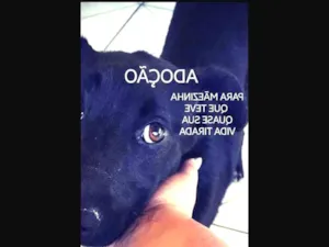 Cachorro raça Labrador idade 7 a 11 meses nome Bela