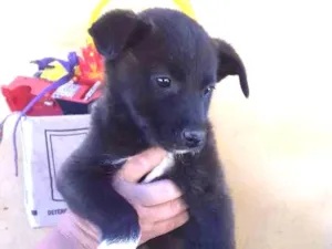 Cachorro raça Srd idade 2 a 6 meses nome Pretinha