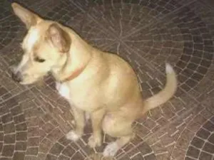 Cachorro raça Vira Lata idade 1 ano nome Tintin