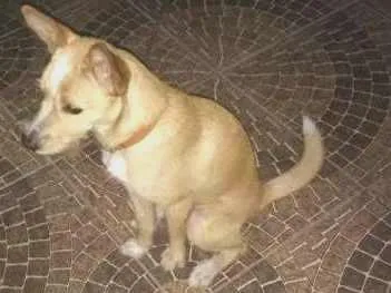 Cachorro ra a Vira Lata idade 1 ano nome Tintin
