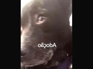 Cachorro raça Labrador idade 7 a 11 meses nome Larissa Silva