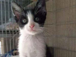 Gato raça SRD idade 2 a 6 meses nome Pedrinho