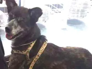 Cachorro raça Labrador idade 7 a 11 meses nome Jamile