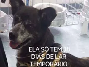 Cachorro raça Labrador idade 2 a 6 meses nome Fernanda 