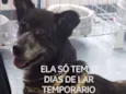 Cachorro raça Labrador idade 2 a 6 meses nome Fernanda 