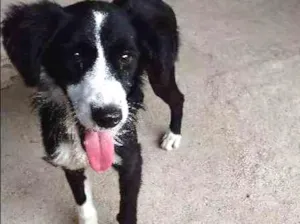 Cachorro raça vira lata idade 2 a 6 meses nome Tico