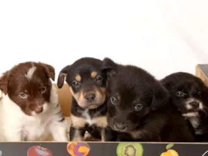 Cachorro raça mistura idade Abaixo de 2 meses nome sem nome