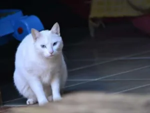 Gato raça  idade 6 ou mais anos nome Mia