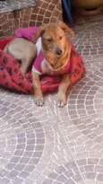 Mel