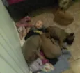 belinha e um filhote