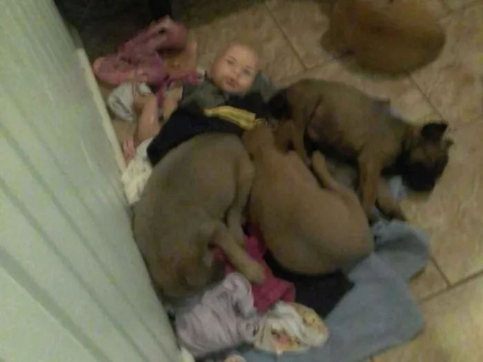 Cachorro raça mestiso com chowchow idade 2 a 6 meses nome belinha e um filhote