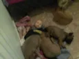 belinha e um filhote