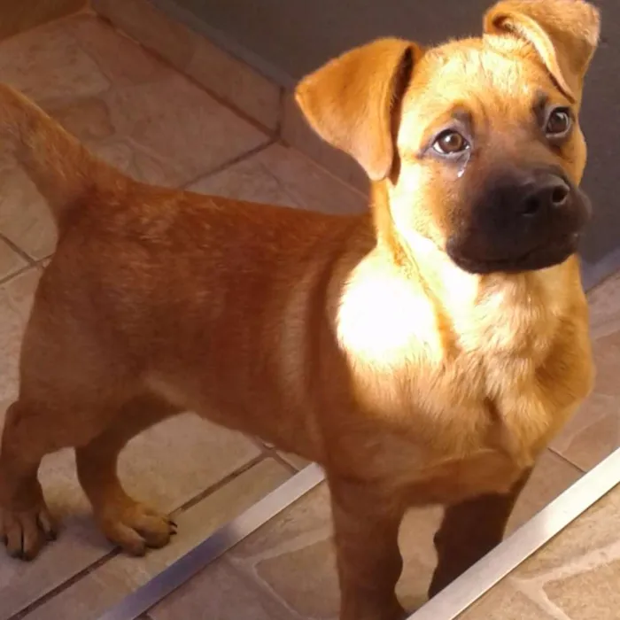 Cachorro ra a Rotvaller  idade 7 a 11 meses nome Rock