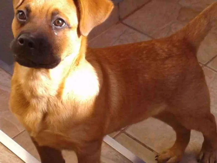 Cachorro ra a Rotvaller  idade 7 a 11 meses nome Rock