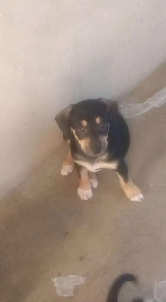 Cachorro ra a Terrier Brasileiro / Vira-lata idade Abaixo de 2 meses nome Sem nome