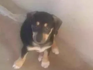 Cachorro raça Terrier Brasileiro / Vira-lata idade Abaixo de 2 meses nome Sem nome