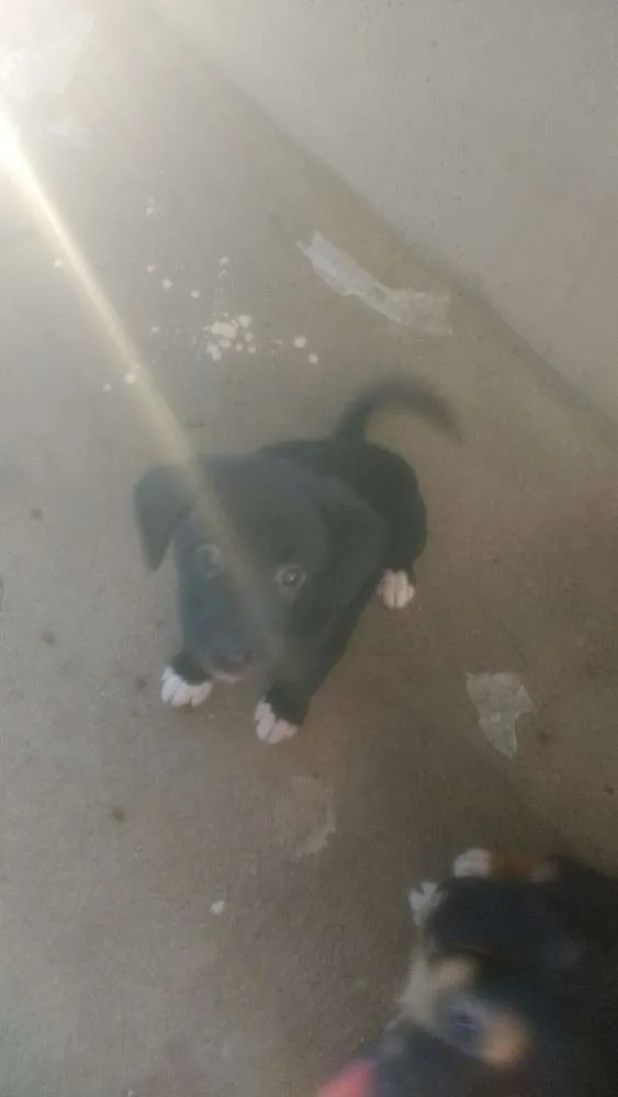 Cachorro ra a Terrier Brasileiro c/Vira lata idade Abaixo de 2 meses nome Sem nome