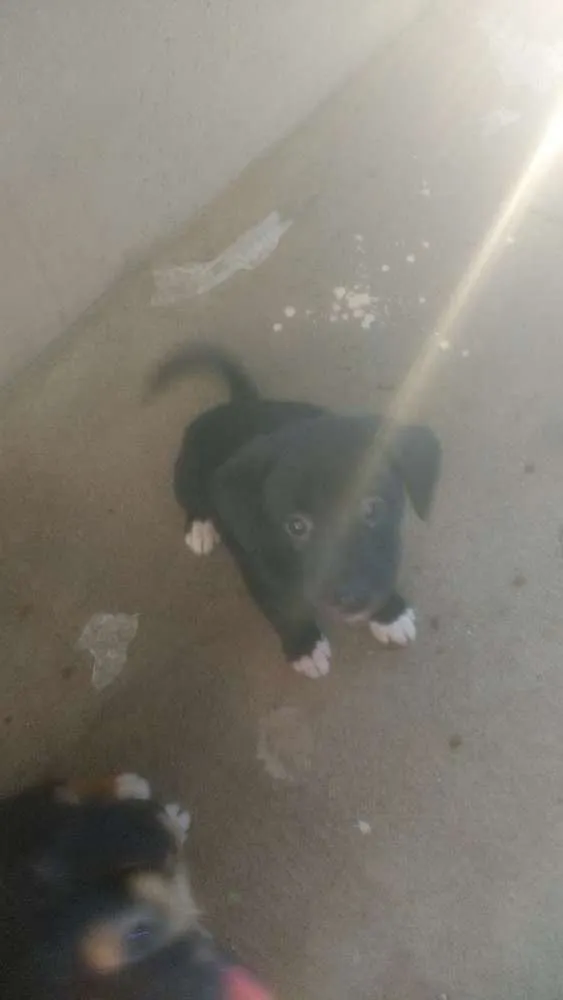 Cachorro ra a Terrier Brasileiro c/Vira lata idade Abaixo de 2 meses nome Sem nome