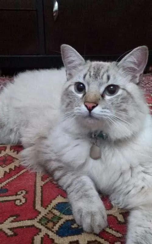 Gato ra a  idade 2 anos nome Israel