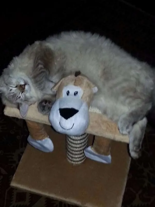 Gato ra a  idade 2 anos nome Israel