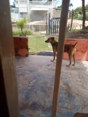 Cachorro raça Vira lata idade 6 ou mais anos nome Pirigo