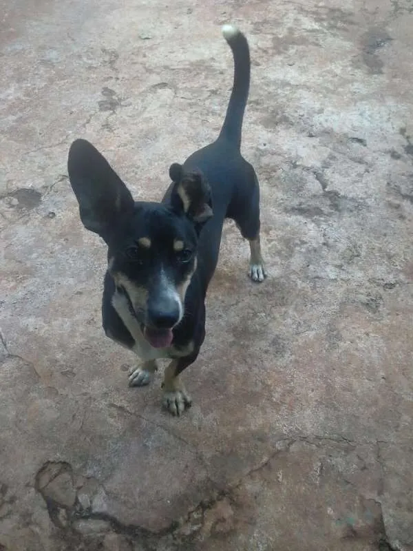 Cachorro ra a Boiadeiro australiano idade 2 anos nome Marvin