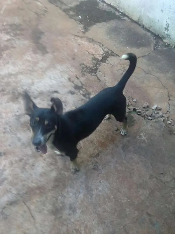 Cachorro ra a Boiadeiro australiano idade 2 anos nome Marvin