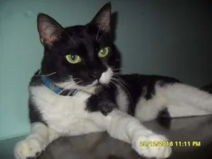Gato raça srd idade 4 anos nome Zé