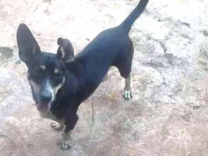 Cachorro raça Boiadeiro australiano idade 2 anos nome Marvin