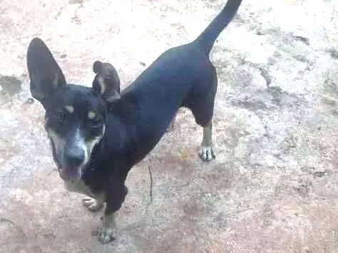 Cachorro ra a Boiadeiro australiano idade 2 anos nome Marvin