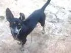 Cachorro raça Boiadeiro australiano idade 2 anos nome Marvin