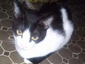 Gato raça SRD idade 2 a 6 meses nome Ramon