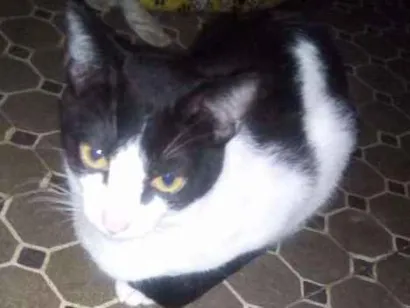 Gato raça SRD idade 2 a 6 meses nome Ramon